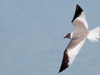 Sabine's Gull_S1Q9380