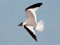 Sabine's Gull_S1Q9381