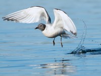 Sabine's Gull_S1Q9584