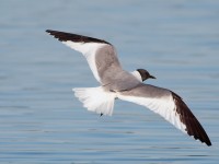 Sabine's Gull_S1Q9655