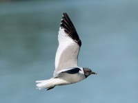 Sabine's Gull_S1Q9705