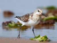 Sanderling_J4X9464