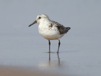 Sanderling_J4X9494