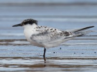 Sandwich Tern Juv_J4X8717