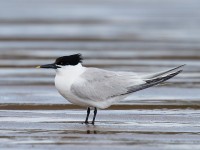Sandwich Tern_J4X8618