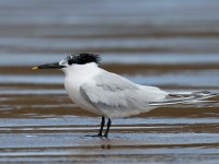 Sandwich Tern_J4X8657