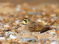 Shore Lark_J4X5026
