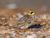 Shore Lark_J4X5035