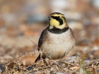 Shore Lark_J4X5205