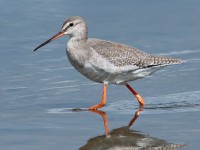 Spotted Redshank_S1Q9885