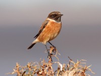 Stonechat_S1Q0917