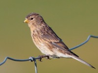 TWITE_S1Q0440