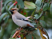 Waxwing 48321045