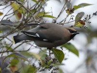 Waxwing _J4X4514