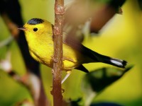 Wilson's Warbler_J4X1946