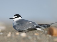 Aleutian Tern_J4X7587