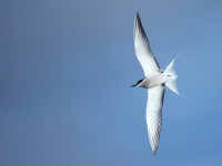 Aleutian Tern_J4X7691