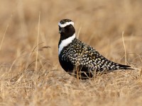 American Golden Plover_J4X1102