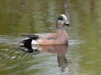 American Wigeon_J4X7115