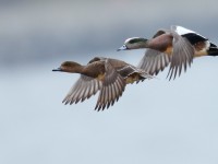 American Wigeon_J4X8984