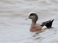 American Wigeon_J4X9041