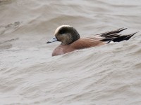 American Wigeon_J4X9121