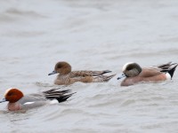 American Wigeon_J4X9181