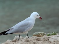 Audouin's Gull_S1Q4590