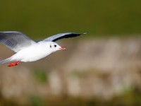 BHGull _J4X0253