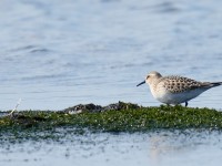 Baird's Sandpiper_J4X6037
