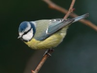 Blue Tit _J4X1034