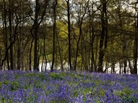 Bluebells _S1Q4350