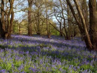 Bluebells _S1Q4367
