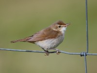 Blyth's Reed Warbler_J4X7172