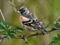 Brambling_J4X9463