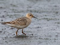 Buff-breasted Sandpiper_J4X6504