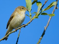 Chiffchaff_J4X1395