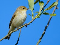 Chiffchaff_J4X1397