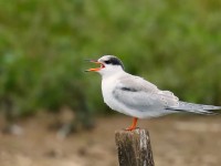 Common Tern_J4X5045