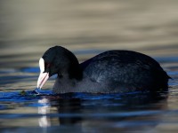 Coot_J4X0086