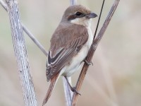 Daurian Shrike_J4X8850