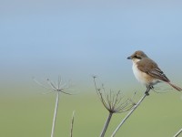 Daurian Shrike_J4X8953