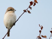 Daurian Shrike_J4X9024