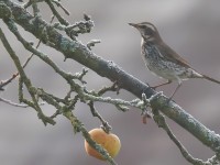 Dusky Thrush _J4X0314