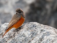 Eastern Blk Red_J4X8570