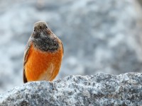 Eastern Blk Redstart_J4X8582