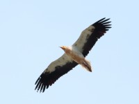 Egyp Vulture_S1Q4786