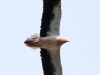 Egyp Vulture_S1Q4794