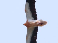 Egyp Vulture_S1Q4809