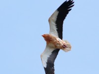 Egyp Vulture_S1Q4842